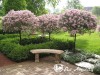 Alyva mejerio ,Palibin' (lot. Syringa meyeri)